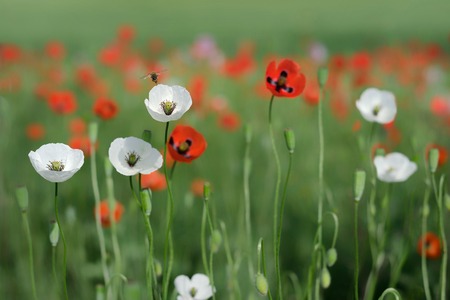 Poppies in a fieldの写真素材