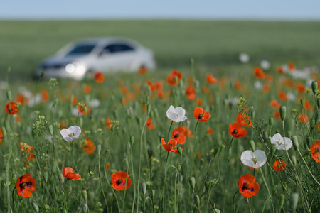 Walk along the poppy fieldの写真素材