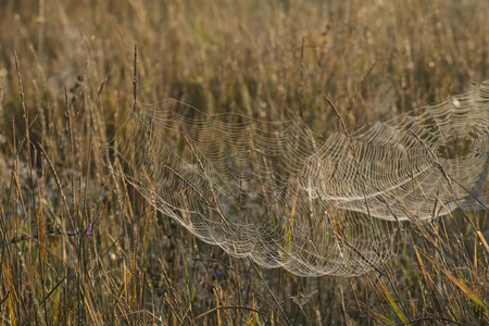 Webs on the grass in the morningの写真素材