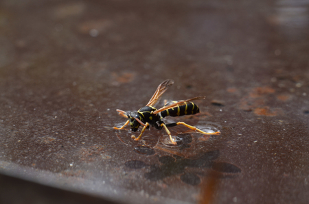 The wasp is retained on the surface of the water due to its physical propertiesの写真素材