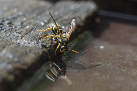 The wasp is retained on the surface of the water due to its physical propertiesの写真素材