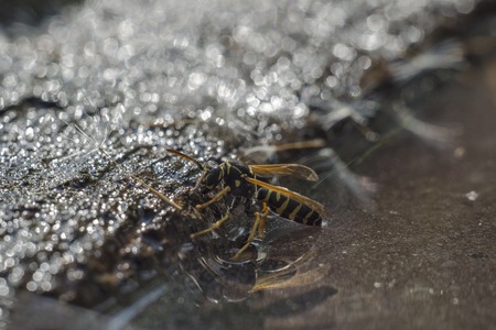Wasp floating on the water due to its physical propertiesの写真素材