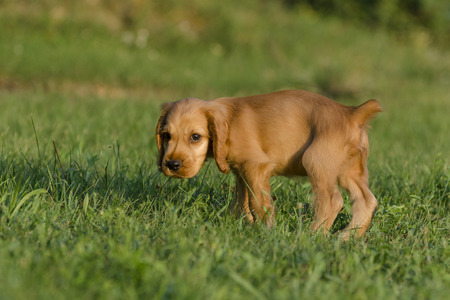 The little puppyの写真素材