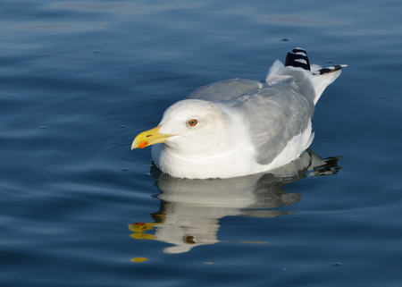 The sea birdの写真素材