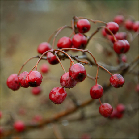 Hawthorn bush covered with ripe berriesの写真素材