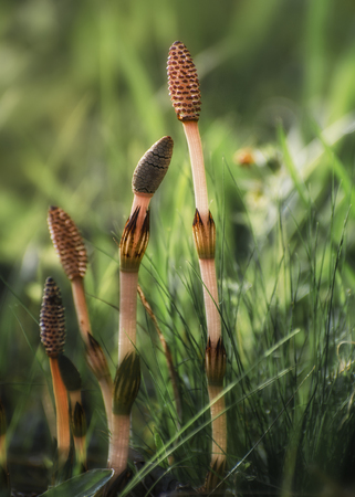 Spring shoots of horsetailの写真素材