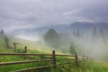 Fog on the pastureの写真素材
