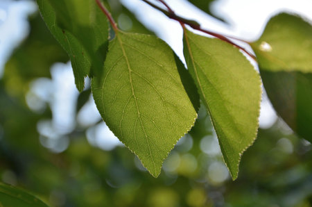 Green apricot leaves