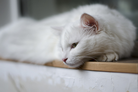White cat that is sadの写真素材