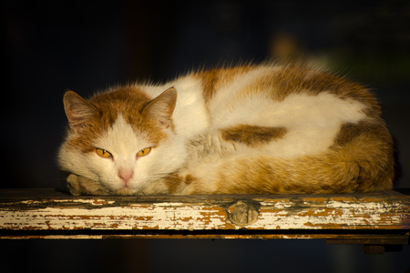 ginger domestic cat with piercing gazeの写真素材