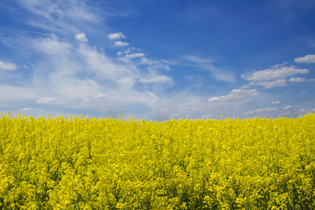 Canola blossoms in the field under blue skyの写真素材