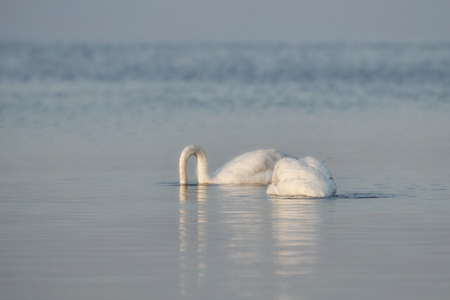 White swans eat algae in reservoirs in early springの写真素材