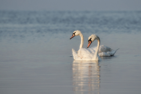 White swans swims on the river. Swans are a symbol of loyalty in the relationships of peopleの写真素材