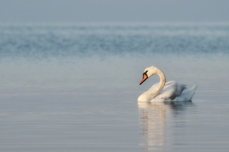 White swan on river. This is a species that needs protectionの写真素材