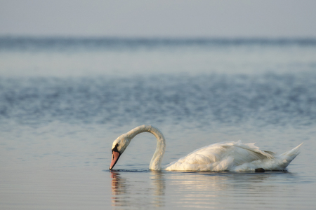 White swan swims on the river. Swans are a symbol of loyalty in the relationships of people.の写真素材