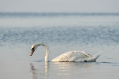 White swan swims on the river. Swans are a symbol of loyalty in the relationships of peopleの写真素材