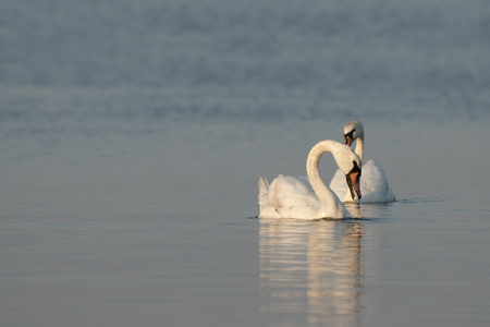 Two white swans swimming on river. Swans need protectionの写真素材