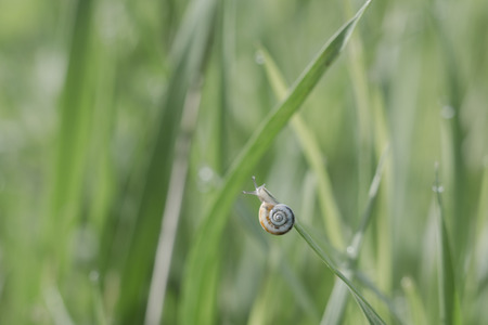 Snail crawling on the grass. Dew drops form bokehの写真素材