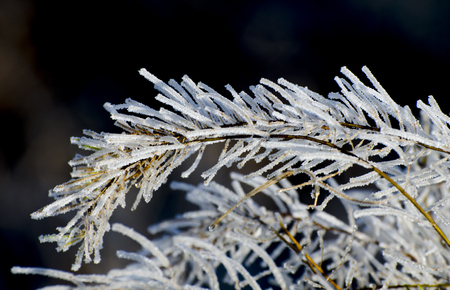 Branch of the plant in hoarfrostの写真素材