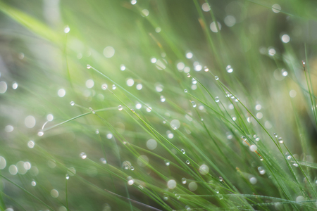 Grass is covered with drops of morning dew. Scattered light forms a beautiful bokehの写真素材