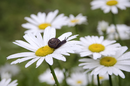 A snail and flower on a spring meadow. Chamomile covered with raindrops.の写真素材