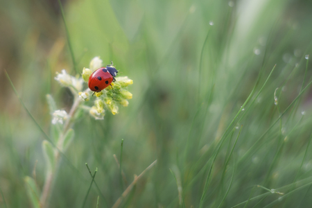 Ladybug crawling on a flower in the early morning. The grass is flooded with bright sunlight.の写真素材