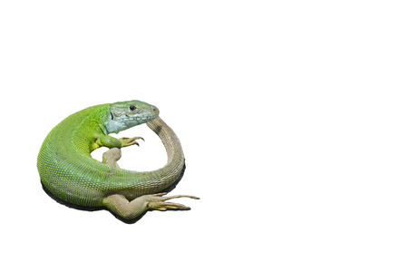 Green lizard on white backgroundの写真素材