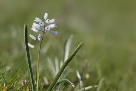 Hyacinthella leucophaea is early-growing perennial plantの写真素材