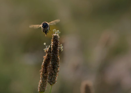 Flying bee over a flowers