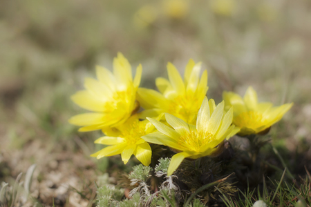 Adonis vernalis is a perennial flowering plant in steppe.の写真素材