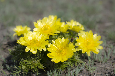 Adonis vernalis is a perennial flowering plant in steppe.の写真素材