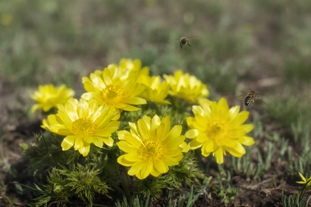 Adonis vernalis is a perennial flowering plant in steppe. Adonis vernalis is a good honey plant.の写真素材