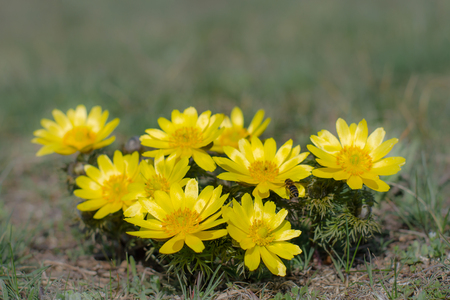 Adonis vernalis, known variously as pheasant's eye, is a perennial flowering plant in steppe.の写真素材