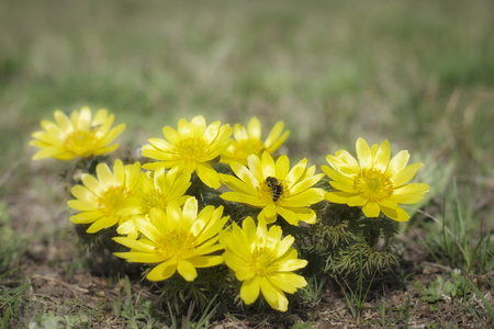 Adonis vernalis, known variously as pheasant's eye, spring pheasant's eye, yellow pheasant's eye and false hellebore, is a perennial flowering plant in steppe.の写真素材