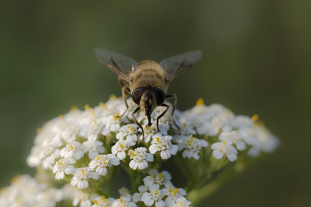 Closeup of an insect on a flowerの写真素材