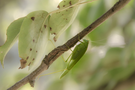 Tettigonia viridissima is a great green bush-cricketの写真素材