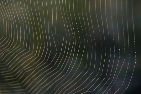 Spider web background with briht dropletsの写真素材