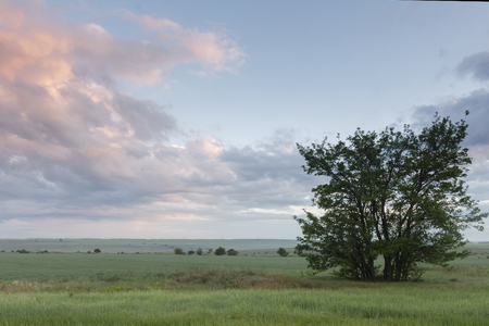 Spring sky covered with textured clouds. A lone tree grows on the edge of the field.の写真素材