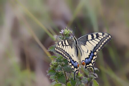 A big butterfly sits on a flower.の写真素材