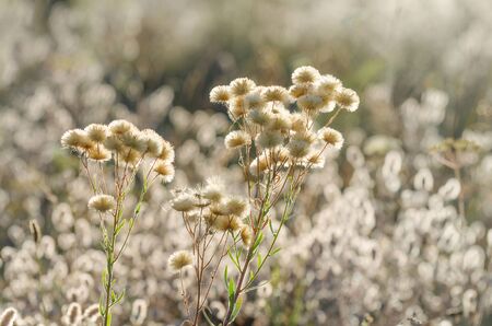 Inflorescences of meadow flower in the backlight on the fieldの写真素材