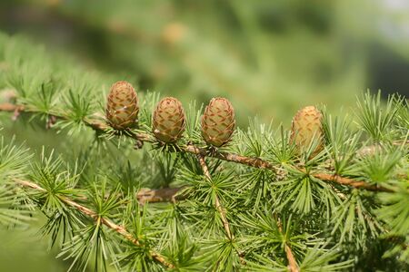 Young larch cones illuminated by the sun.の写真素材