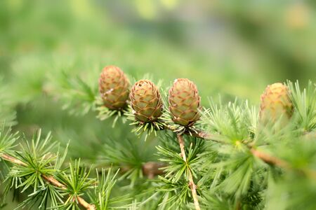 Young larch cones illuminated by the sunの写真素材