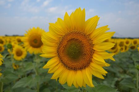 Sunflower is blooming in the field. It is a valuable oilseed crop.の写真素材