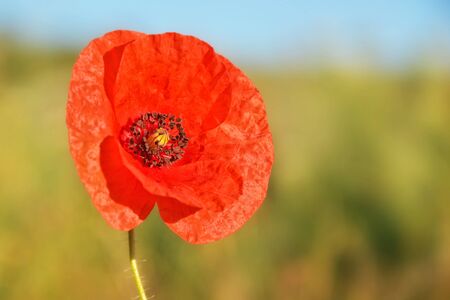 Red poppy flower on a uniform background.の写真素材