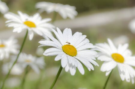 Chamomile is a plant that grows in floriculture.の写真素材