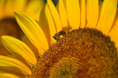 Bee collects pollen on the sunflower. It symbolizes diligence in achieving the life goals of a person.の写真素材