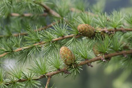 Young larch cones illuminated by the sun.の写真素材