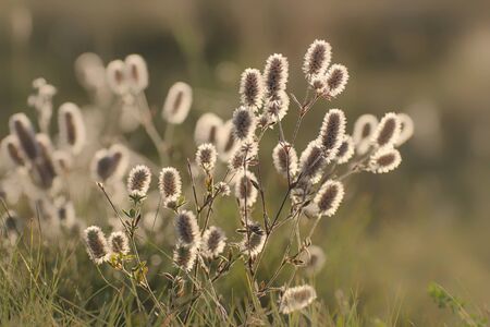 Inflorescences of meadow clover in the backlight on the fieldの写真素材