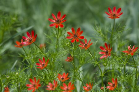 Background from wild flowers of red colorの写真素材