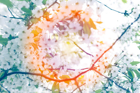 Beautiful cherry blossom (Sakura) flower at full bloom. Abstract background